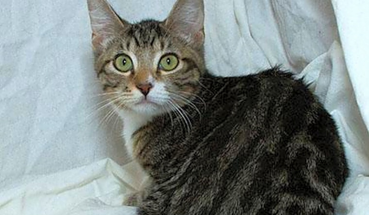 These Sacramento-based felines are up for adoption and in need of a good home