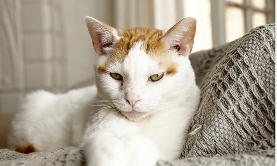6 cool kitties to adopt now in Los Angeles