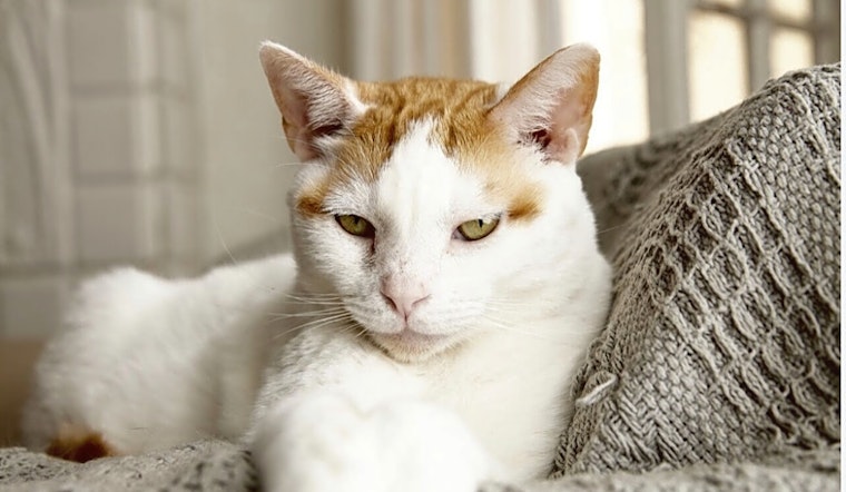 6 cool kitties to adopt now in Los Angeles
