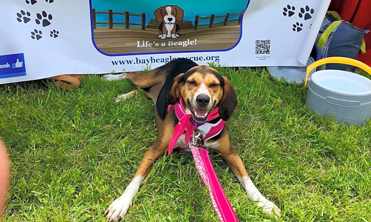 Looking to adopt a pet? Here are 5 lovable pups to adopt now in Virginia Beach