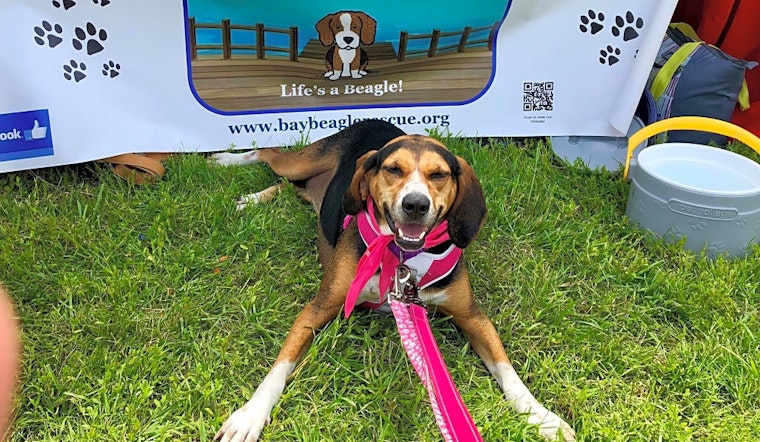 Looking to adopt a pet? Here are 5 lovable pups to adopt now in Virginia Beach