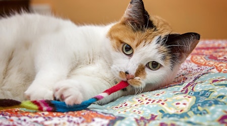 Looking to adopt a pet? Here are 4 charming cats to adopt now in Milwaukee