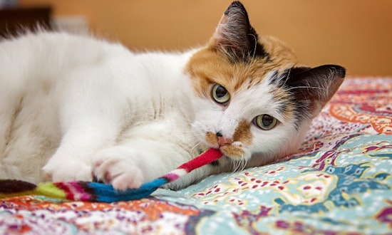 Looking to adopt a pet? Here are 4 charming cats to adopt now in Milwaukee