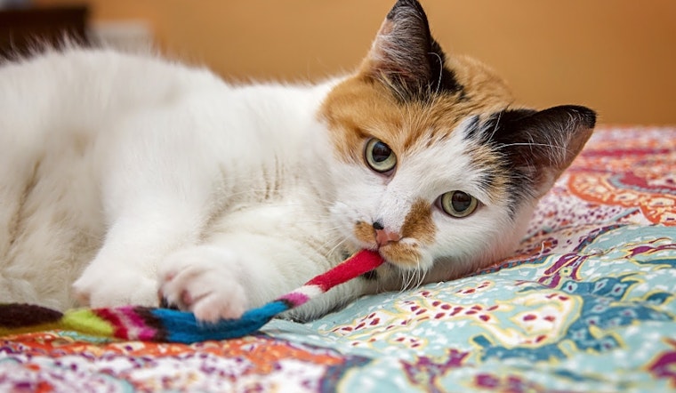 Looking to adopt a pet? Here are 4 charming cats to adopt now in Milwaukee