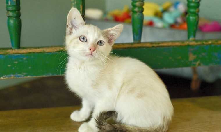 Looking to adopt a pet? Here are 5 fluffy felines to adopt now in San Antonio