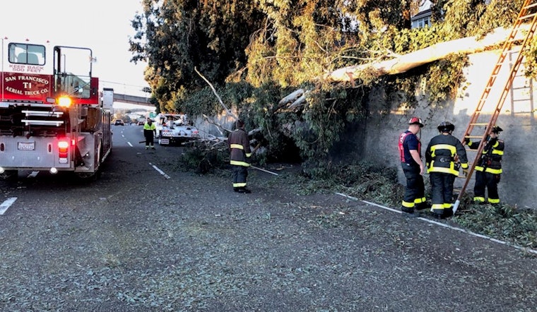 Downed Tree Blocks Lanes, Snarls Traffic On 101 & Cesar Chavez