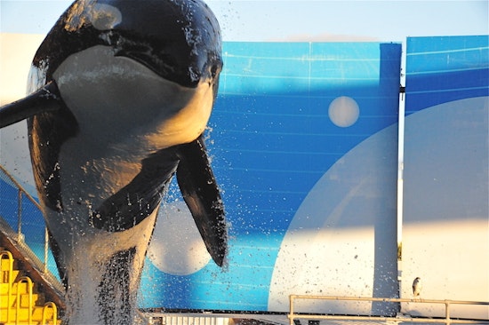Top Miami news: Shots fired at North Miami synagogue; tribe seeks to free orca from Seaquarium