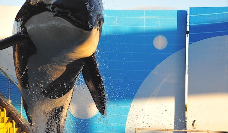 Top Miami news: Shots fired at North Miami synagogue; tribe seeks to free orca from Seaquarium