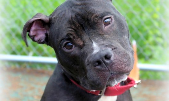 These Jersey City-based dogs are up for adoption and in need of a good home