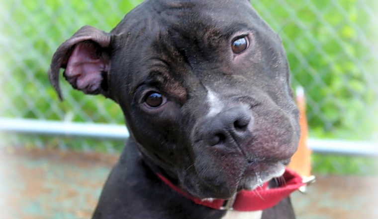 These Jersey City-based dogs are up for adoption and in need of a good home