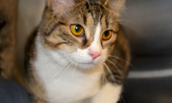These Lexington-based cats are up for adoption and in need of a good home