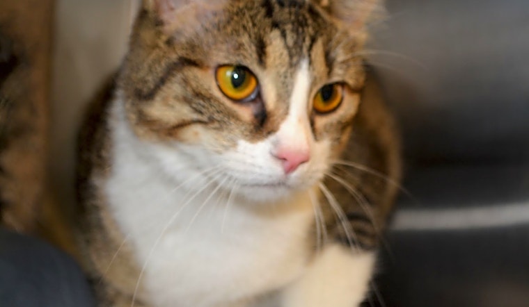 These Lexington-based cats are up for adoption and in need of a good home