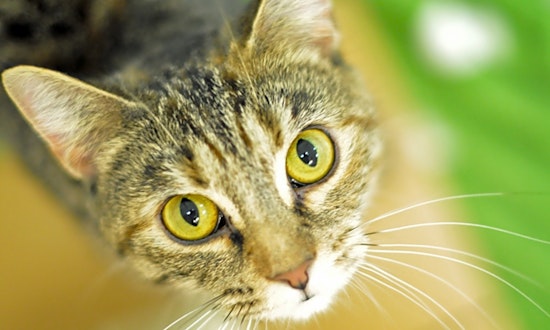 Want to adopt a pet? Here are 5 cool kitties to adopt now in Raleigh