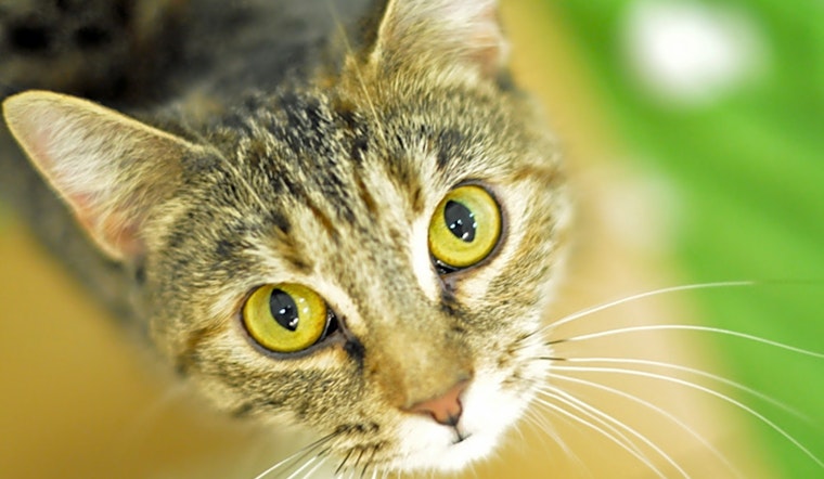Want to adopt a pet? Here are 5 cool kitties to adopt now in Raleigh