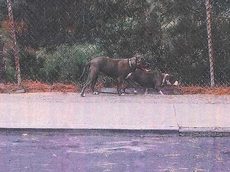 Police Seek 2 Dogs, Owner In Fatal Crocker-Amazon Pet Mauling