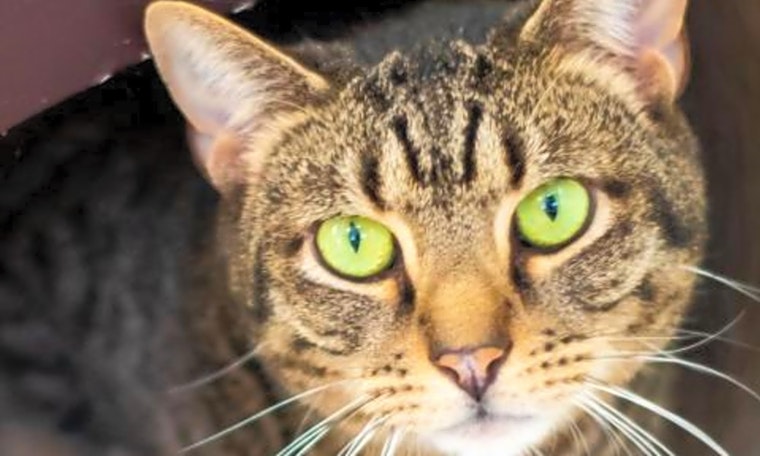 5 furry felines to adopt now in Boston