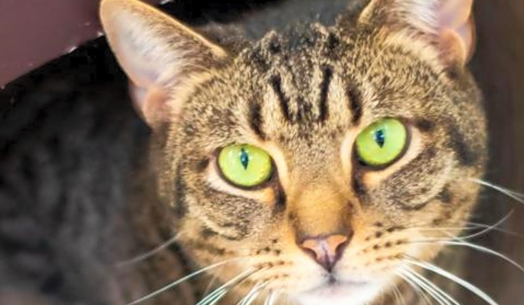 5 furry felines to adopt now in Boston