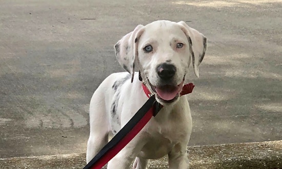 5 precious puppies to adopt now in New Orleans