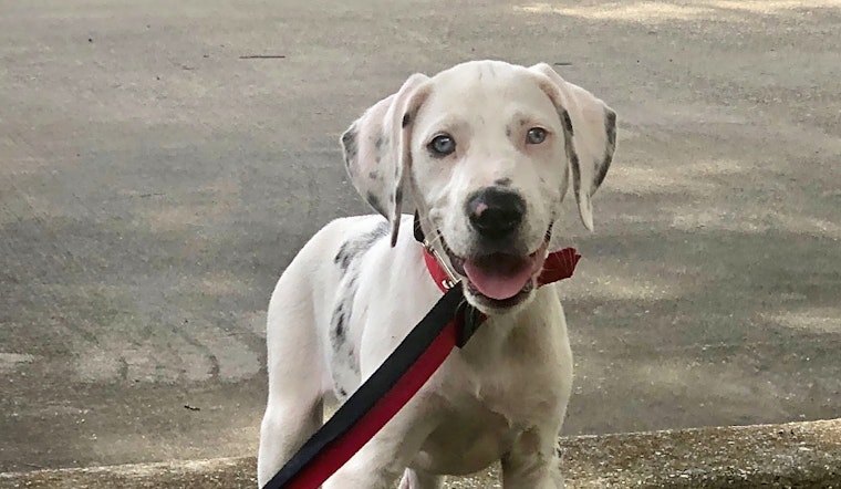 5 precious puppies to adopt now in New Orleans