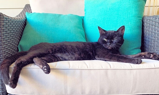 3 cool kitties to adopt now in Nashville