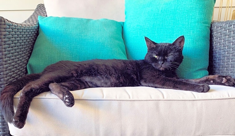 3 cool kitties to adopt now in Nashville
