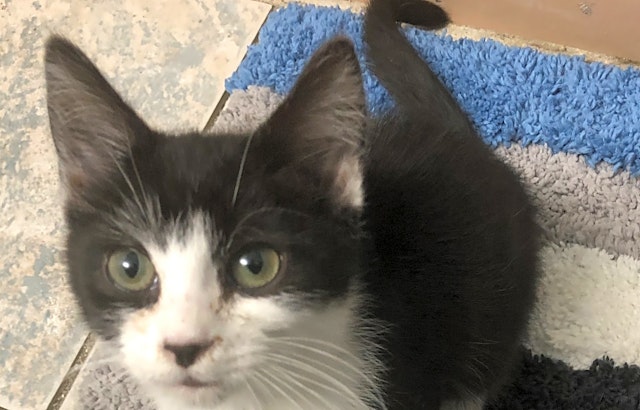 These Louisville-based kittens are up for adoption and in need of a good home