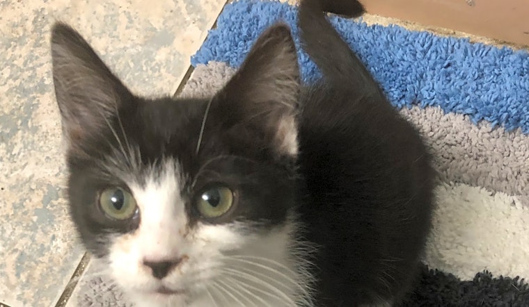 These Louisville-based kittens are up for adoption and in need of a good home