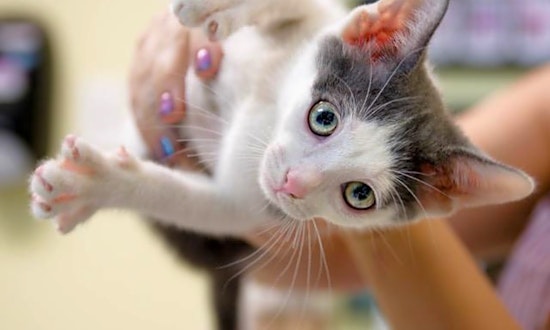 These Saint Petersburg-based kittens are up for adoption and in need of a good home