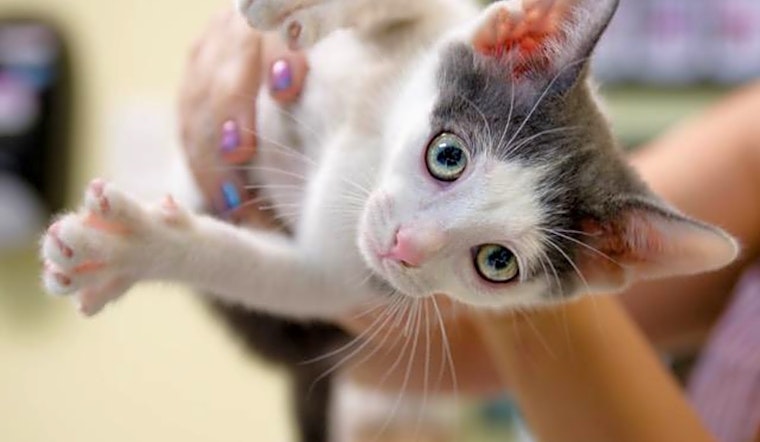 These Saint Petersburg-based kittens are up for adoption and in need of a good home