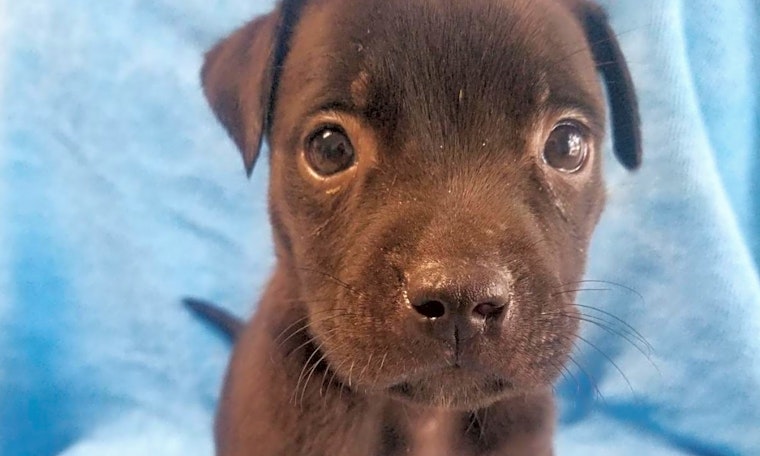These Orlando-based puppies are up for adoption and in need of a good home