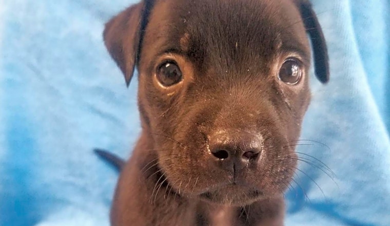 These Orlando-based puppies are up for adoption and in need of a good home