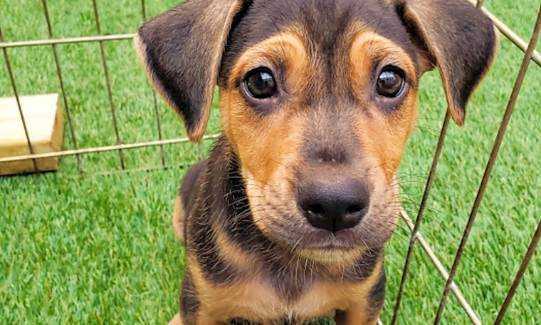 6 perfect puppies to adopt now in Chicago