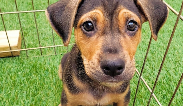 6 perfect puppies to adopt now in Chicago