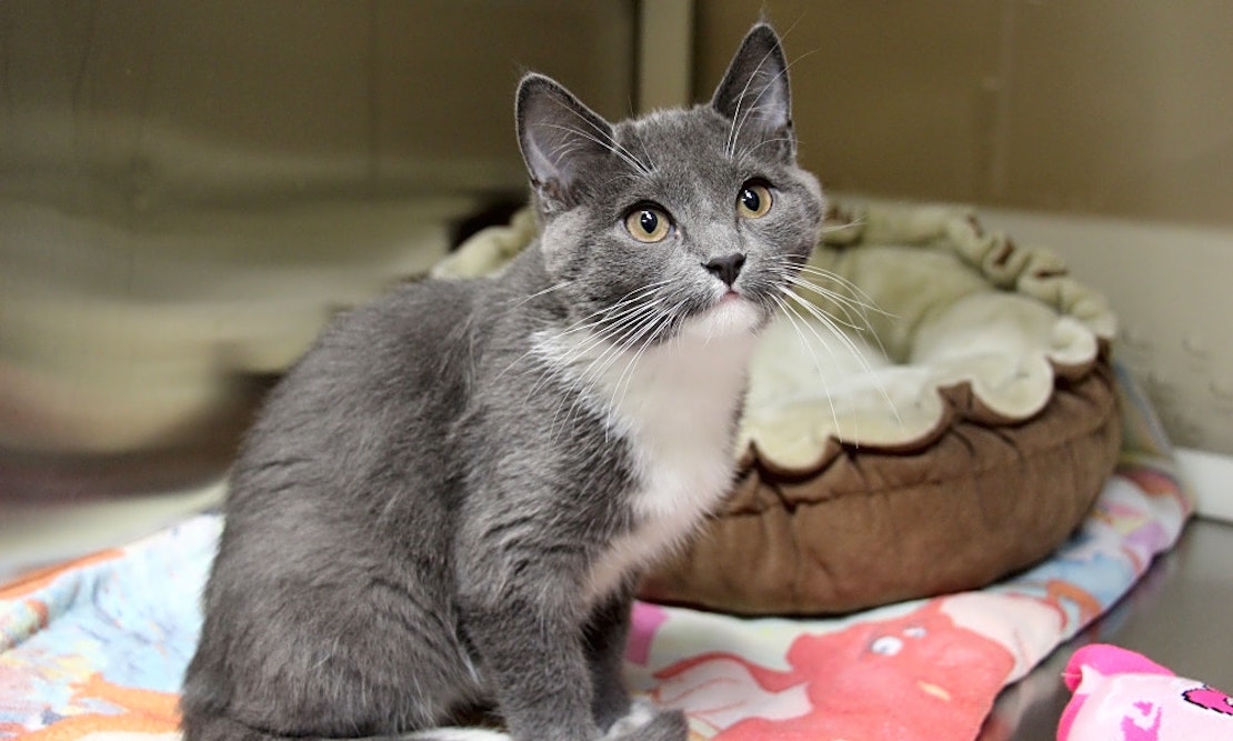 These Kansas City-based kittens are up for adoption and in need of a