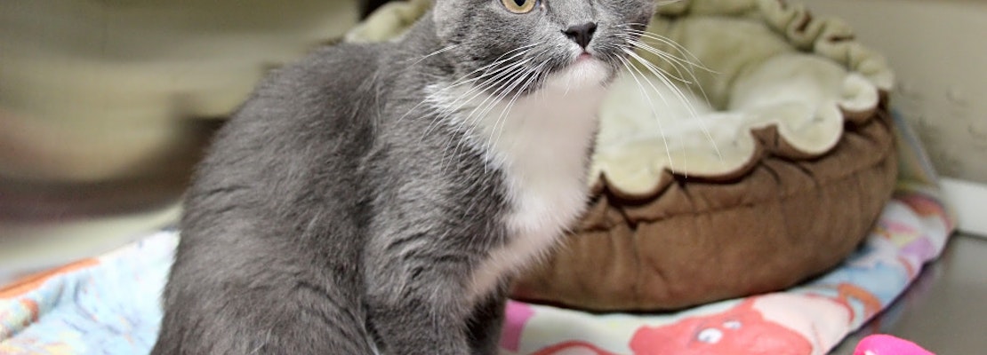 These Kansas City-based kittens are up for adoption and in need of a