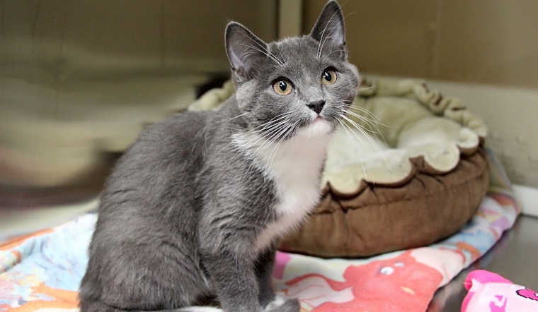 These Kansas City-based kittens are up for adoption and in need of a good home