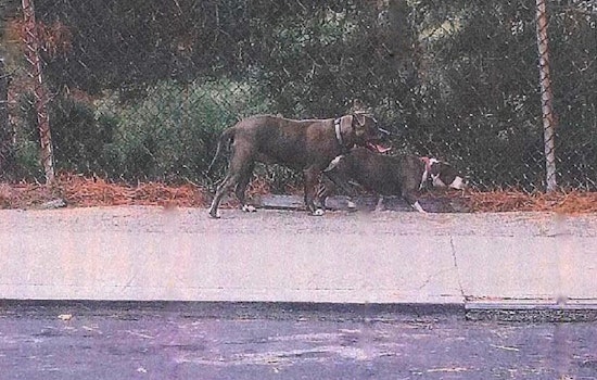 2 Dogs Sought In Fatal Chihuahua Mauling Now In Custody