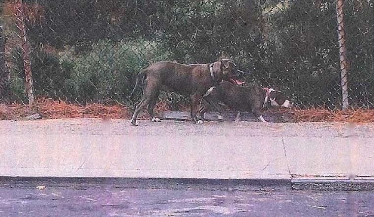 2 Dogs Sought In Fatal Chihuahua Mauling Now In Custody