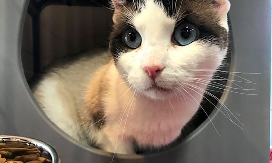 4 charming cats to adopt now in Cleveland