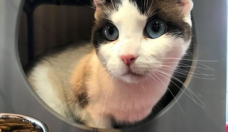 4 charming cats to adopt now in Cleveland