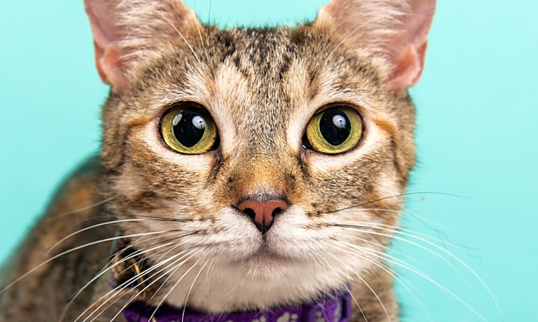 These Cincinnati-based cats are up for adoption and in need of a good home