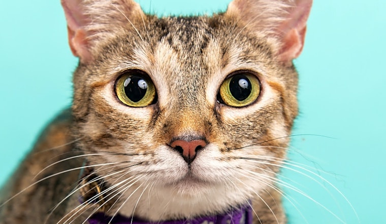 These Cincinnati-based cats are up for adoption and in need of a good home
