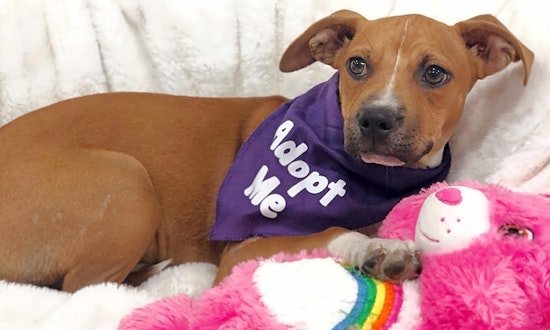 5 precious puppies to adopt now in Detroit