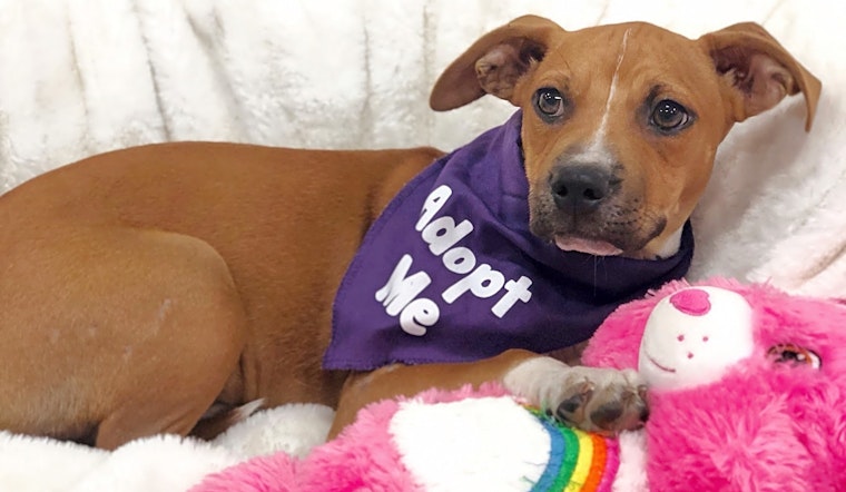 5 precious puppies to adopt now in Detroit