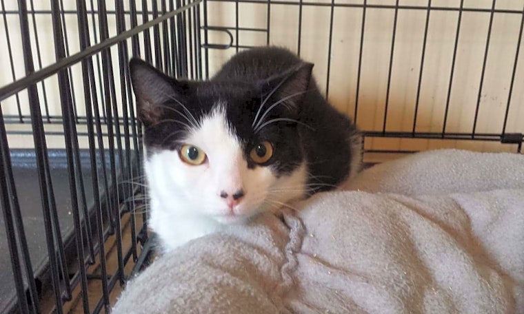These Norfolk-based felines are up for adoption and in need of a good home