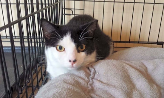 These Norfolk-based felines are up for adoption and in need of a good home