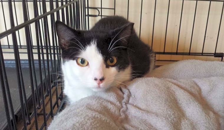 These Norfolk-based felines are up for adoption and in need of a good home
