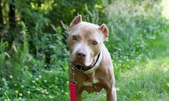 5 delightful doggies to adopt now in Durham