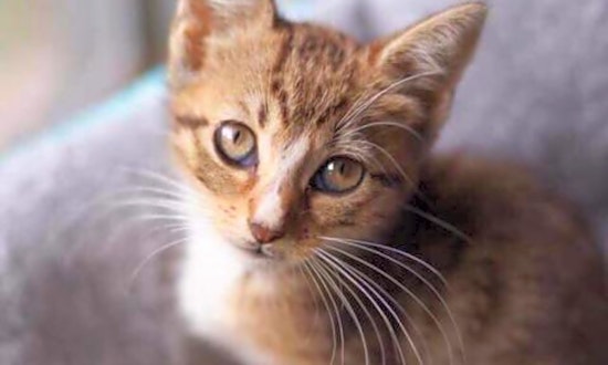 3 fluffy felines to adopt now in Jacksonville
