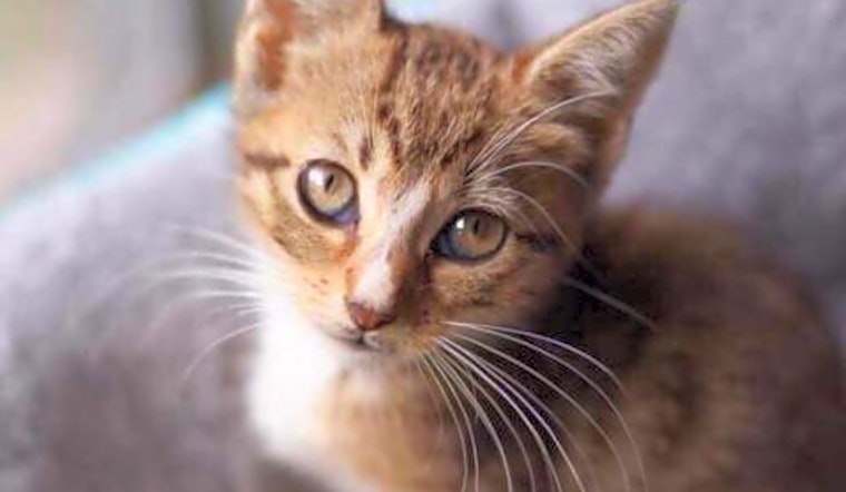 3 fluffy felines to adopt now in Jacksonville